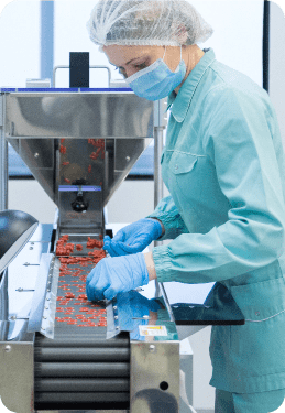 A technician in protective gear is working on a food production line, inspecting dried fruit on a conveyor in a sterile facility